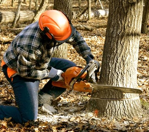 Tree Removal in Hood, CA